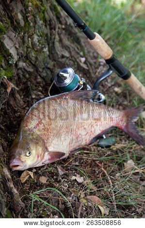 Big Freshwater Common Bream And Fishing Rod With Reel On Natural Background..