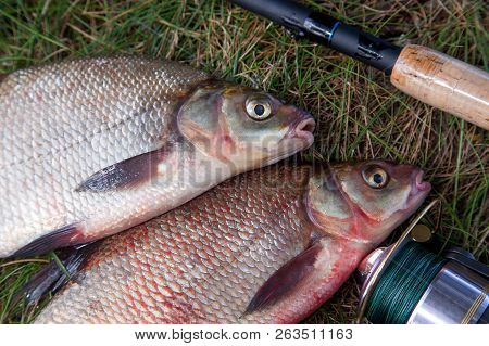 Successful Fishing -  Two Big Freshwater Bream Fish And Fishing Rod With Reel On Natural Background.