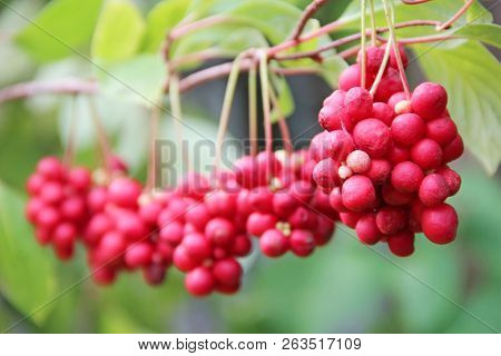 Branches Of Red Schisandra Hanging In Row. Bunches Of Ripe Schizandra