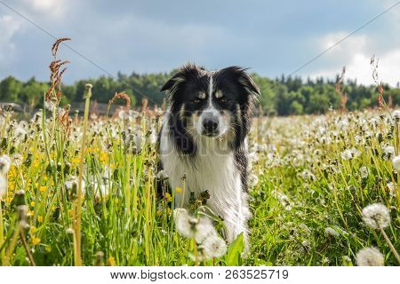 Border Collie From Photo-shooting In Liberec In Javorník. It Was It May And There Was Amazing Nature