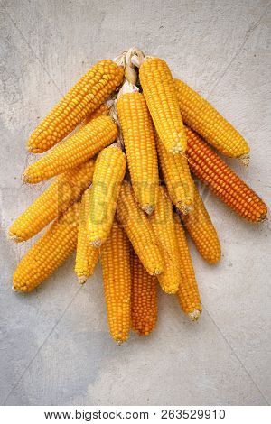 Cobs Of Corn Drying In The Open Air. Connected With Each Other Glumes.