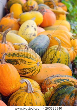 Harvest Pumpkins. Different Varieties Of Squashes And Pumpkins