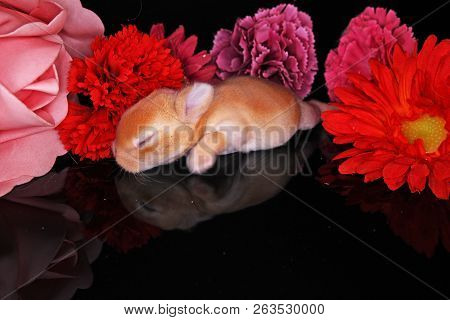 Cute Bunny Baby Rabbit Lop Kit. New Born Bunnies.