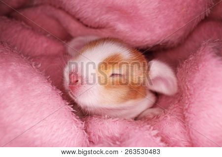 Cute Bunny Baby Rabbit Lop Kit. New Born Bunnies.