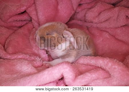 Cute Bunny Baby Rabbit Lop Kit. New Born Bunnies.