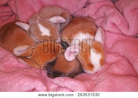 Cute Bunny Baby Rabbit Lop Kit. New Born Bunnies.