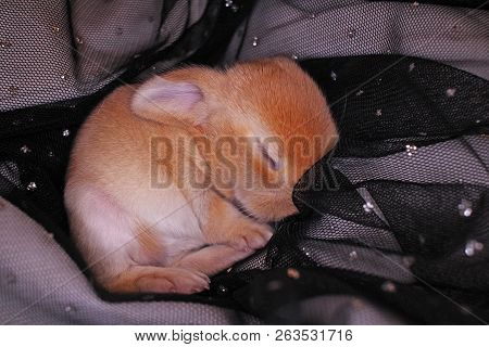 Cute Bunny Baby Rabbit Lop Kit. New Born Bunnies.
