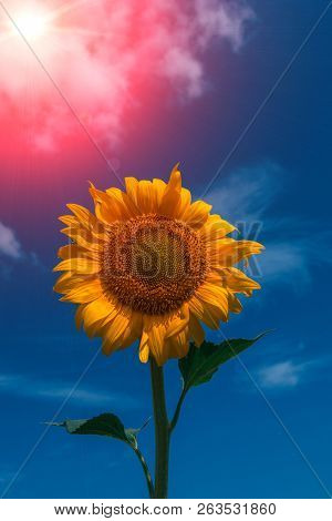 Sunflower Summer Flower Close-up, Against A Background Of Clouds At Sunset. Agroculture, Harvest.