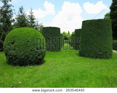 Ideally Geometrically Cropped Shorn Trees In An Abstract Well-kept Park
