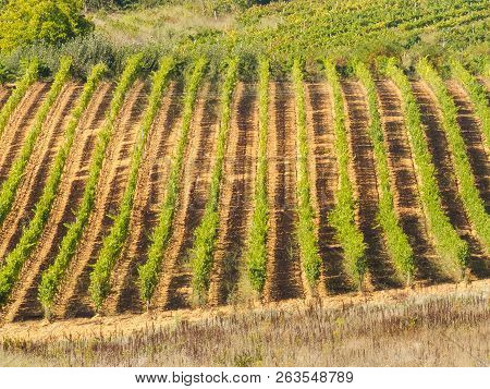 Orderly Rows Of Vines In A Vineyard Along The Camino Track - Pieros, Castile And Leon, Spain