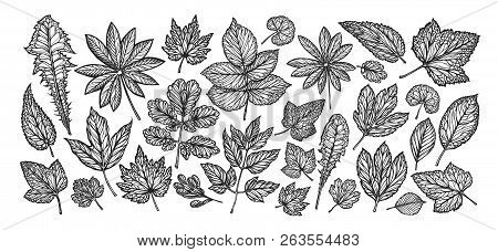 Decorative Leaves And Grass. Nature Concept. Vintage Sketch Vector Illustration