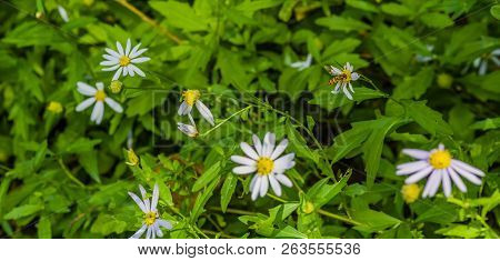 Small Hover Fly Gathering Nectar From White And Yellow Daisy.