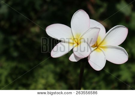 Frangipani Flowers Are In The Flower Garden