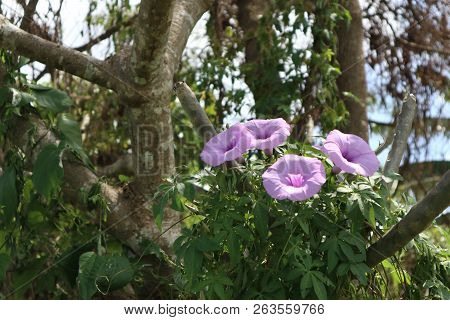 Purple Flowers Grow In The Front Garden Of The House