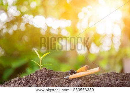 Small Plant Growing In The Garden. Fresh Start Of The Day. Save Environment And New Transformation L