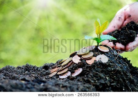Small Plant Growing In The Garden. Fresh Start Of The Day. Save Environment And New Transformation L