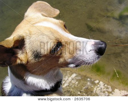 Hund
