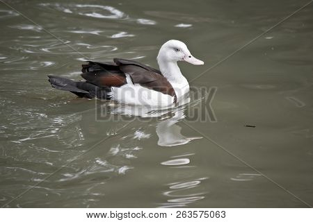 The Radjah Duck Is Swimming In A Pond And Has A Reflection In The Water