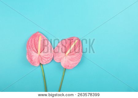 Two Laceleafs On Blue Background. Flat-lay, Top View. Copy Space For Your Text.