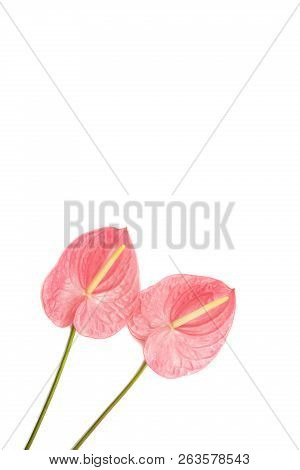Beautiful Pink Laceleaf Flower Isolated On White Background. Flat-lay, Top View. Copy Space For Your