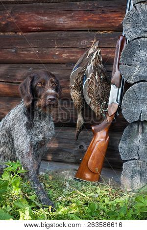 German Wirehaired Pointer, Shotgun And Ducks Near The Hunting House