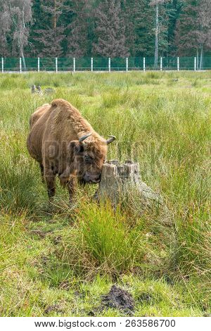 European Bisons (ibison Bonasus) N Its Natural Habitat.
