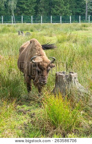 European Bisons (ibison Bonasus) N Its Natural Habitat.