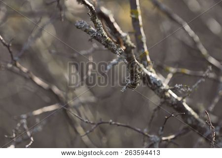 Nature Concept. Image Of Branches Without Leaves. Autumn Theme. Forest. Abstraction. Cropped Shot, I