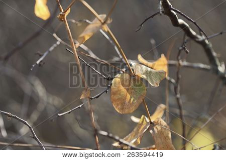 The Concept Of Nature. Image Branches With Dry Leaves. Autumn Theme. Forest. Abstraction. Cropped Sh