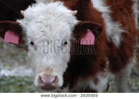 Testa di mucca Baby