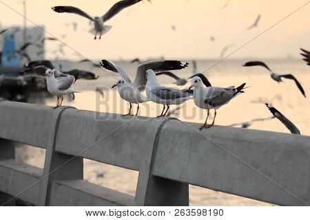 Flock Of Seagulls Standing On Stone Fence During Sunset Sky Background. ( Science Name Is Charadriif