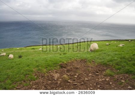 Fårene og Ocean
