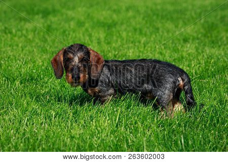 The Dog Breed Wire Haired Dachshund Stands On Green Grass