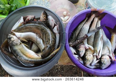 Catch Of Baikal White Grayling In Two Basins