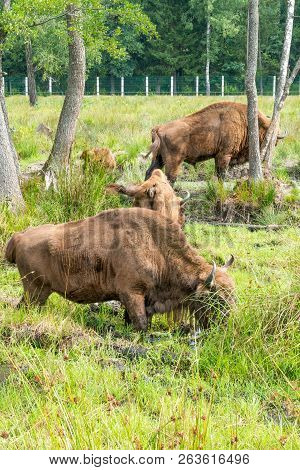 European Bison, Bison Bonasus, Visent, European Bison In Park