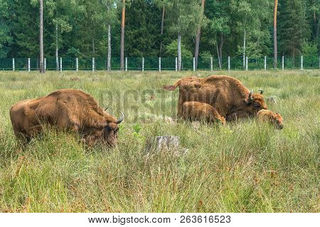 European Bisons (ibison Bonasus) N Its Natural Habitat.