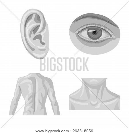 Isolated Object Of Human And Part Icon. Set Of Human And Woman Stock Symbol For Web.