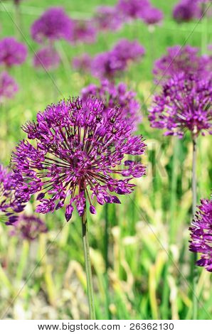 Fleurs violettes