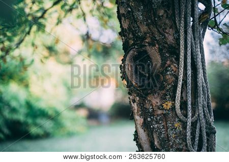 Old Tree In The Garden Where A Rope Hangs Down