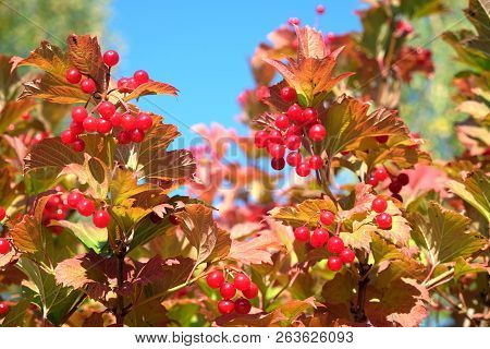 Top Of Viburnum Bush With Lot Of Hanging Ripe Red Berries And Green Leaves Over Clear Blue Cloudless