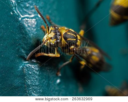 Macro Photography Of Wasp On Blue Green Metal Material
