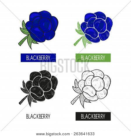 Berry. Logo, Emblem. Set. Silhouette, Sketch, Outline. Monochrome And Color Pattern. On A White Back
