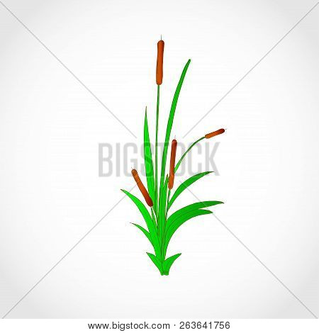 A Reed, A Sedge, A Cattail. Sketch. Logo.