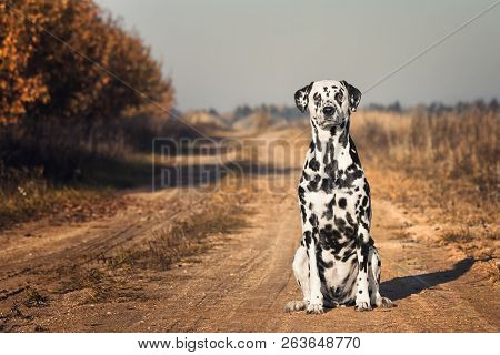 Dalmatian Dog Is Sitting At Autumn Road