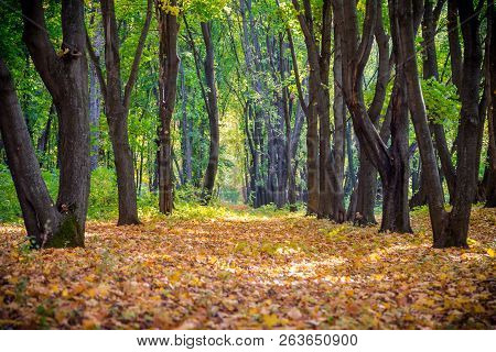 Alley On The Autumn Forest With Golden Falling Leaves, Outdoor Tranqil Background