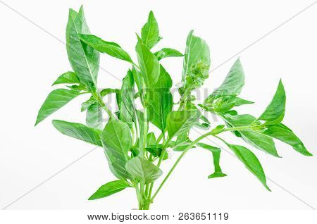 Ocimum Basilicum Or Hairy Basil Leaf Isolated On White Background.