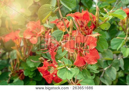 Decorative Brick Red Flowers Of Bauhinia Galpinii Tree Red Orchid Bush With Hoofed Petals And Green 