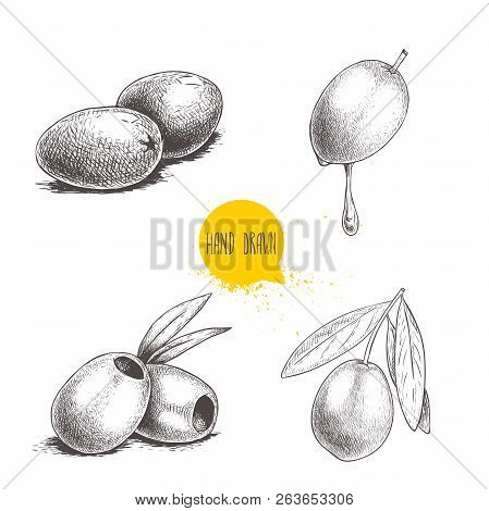 Sketch Hand Drawn Olives Set. Bunch, Olive With Oil Drop, Boneless Olives And Olive Branch With Leav