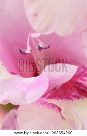 Background Of Mix Gladiolus Flowers, Macro, Close Up
