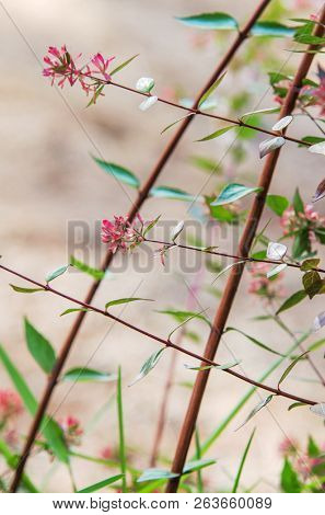 Textures and light on vegetation and foliage